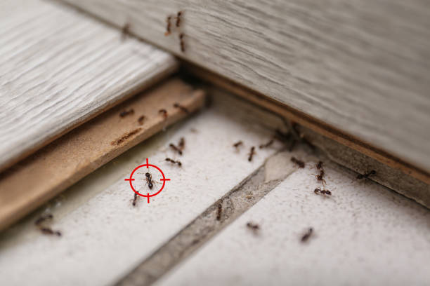 Best Emergency Pest Control  in East Alton, IL