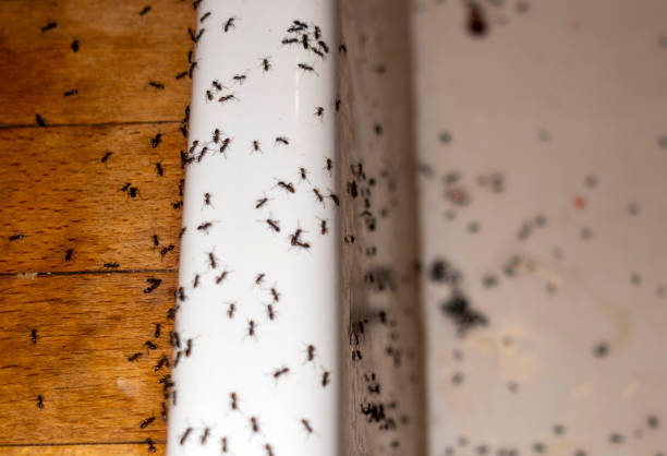 Best Pest Removal Services  in East Alton, IL