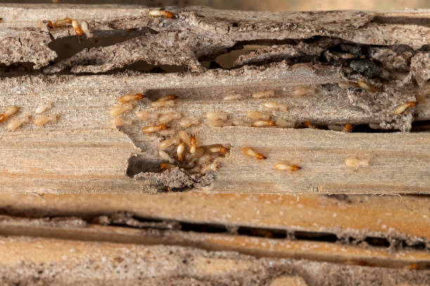 Best Affordable Pest Control Services  in East Alton, IL