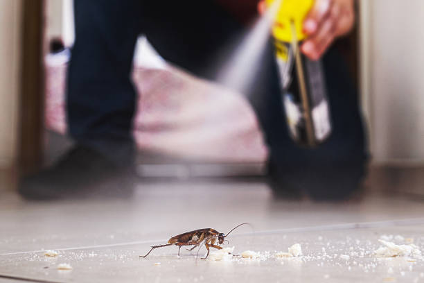 Best Termite Control Services  in East Alton, IL